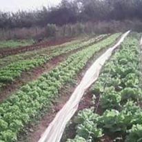 Canteiros de hortaliças